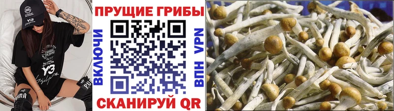 Псилоцибиновые грибы прущие грибы  Заполярный 